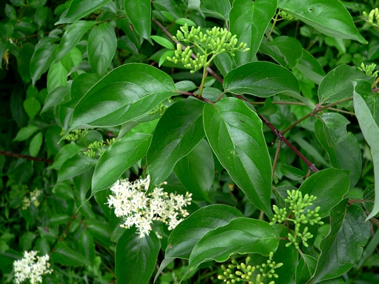 {Cornus stricta}
